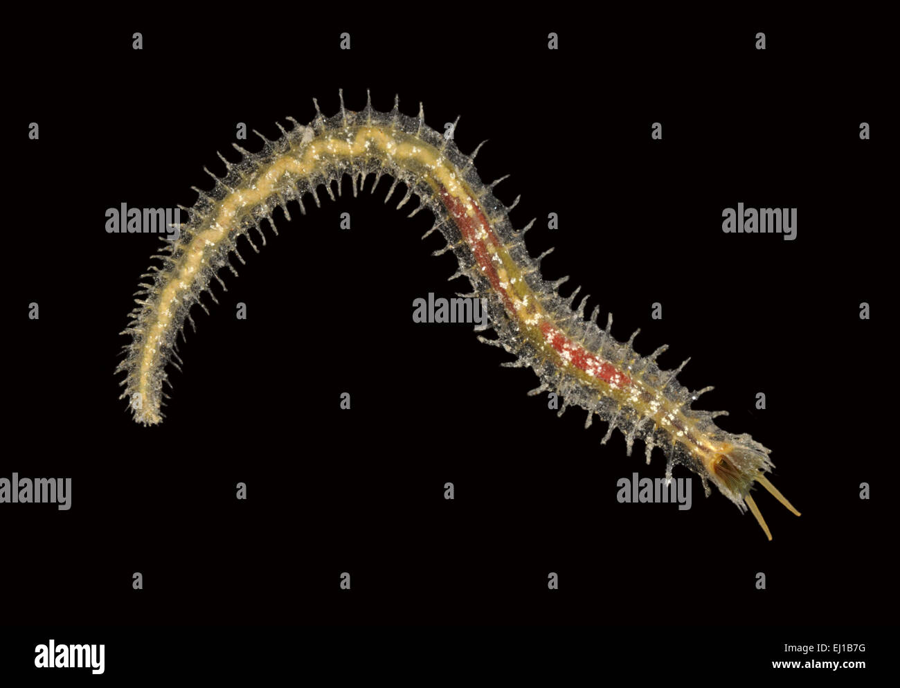 Flabellaria affinis Stock Photo