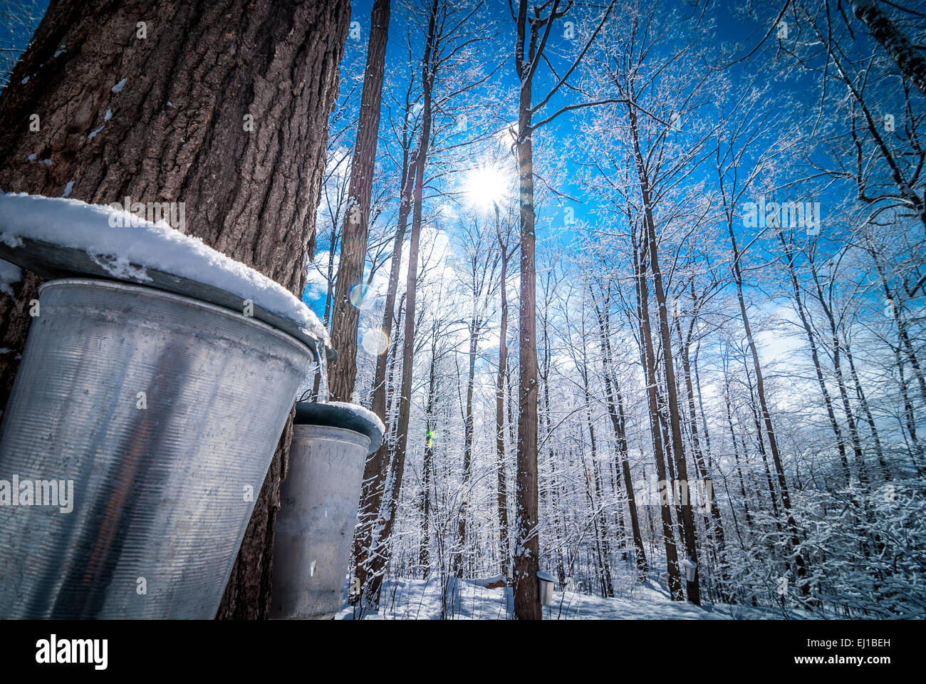 Buckets awaiting the spring flow of maple sap. Stock Photo