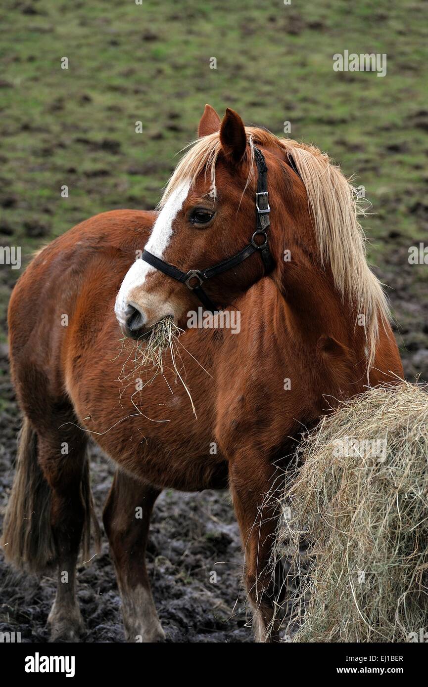 Horse hay bail hires stock photography and images Alamy