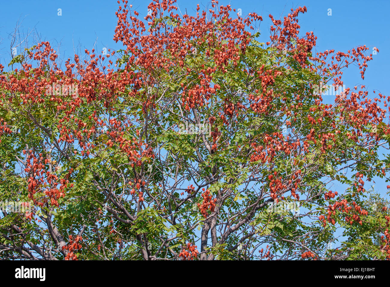 Goldenrain tree (Koelreuteria paniculata) Stock Photo