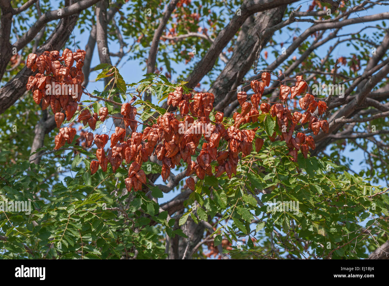 Goldenrain tree (Koelreuteria paniculata) Stock Photo