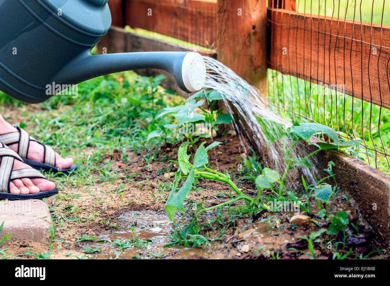 Closeup image of garden plants being watered Stock Photo