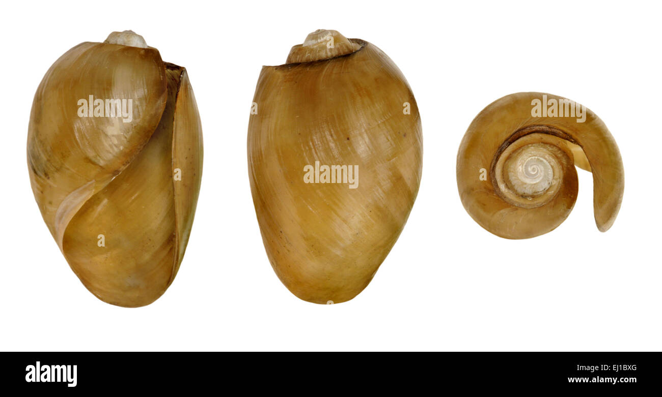 Akera bullata shells Stock Photo