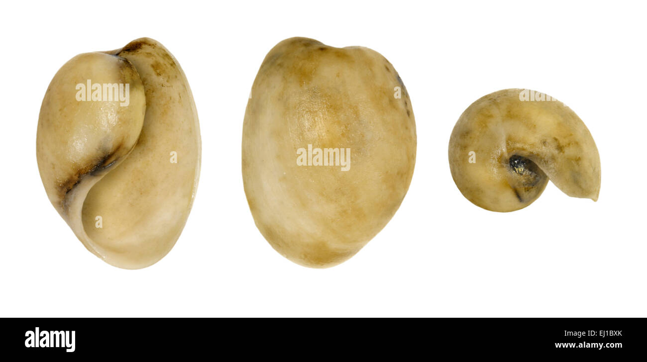 Haminoea navicula Stock Photo