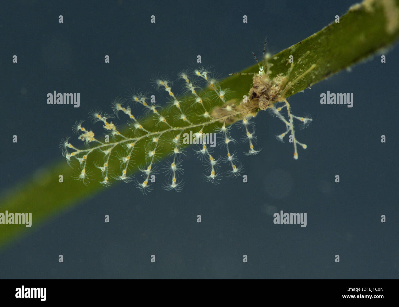 Ventromma halecioides Stock Photo