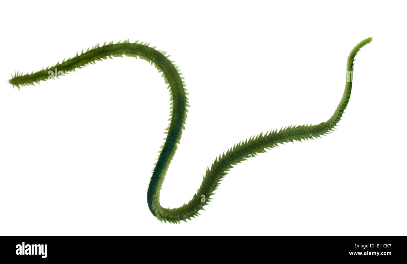 Greenleaf Worm - Eulalia viridis Stock Photo