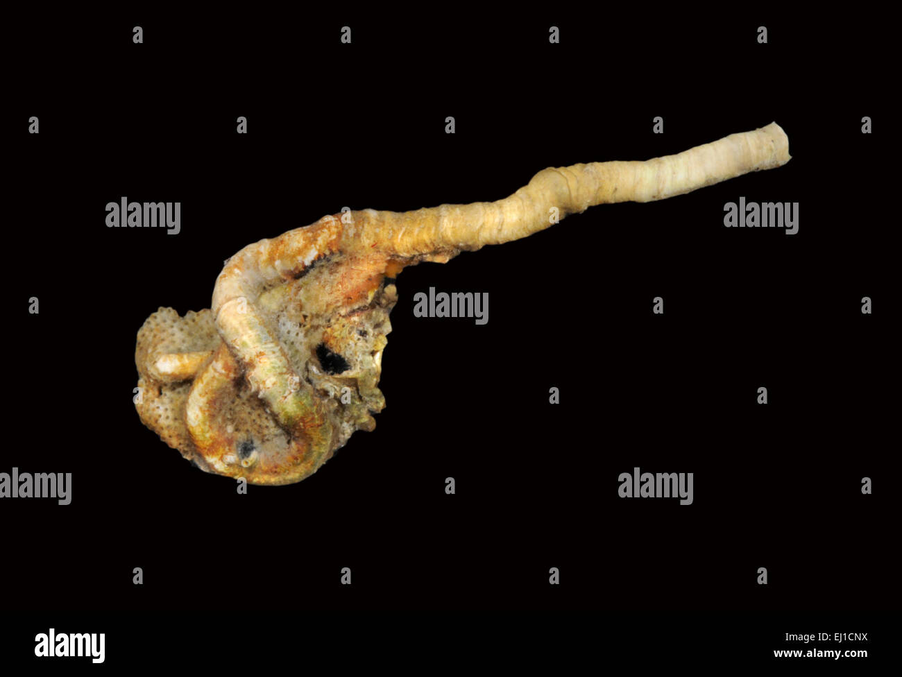 Tubeworm High Resolution Stock Photography and Images - Alamy