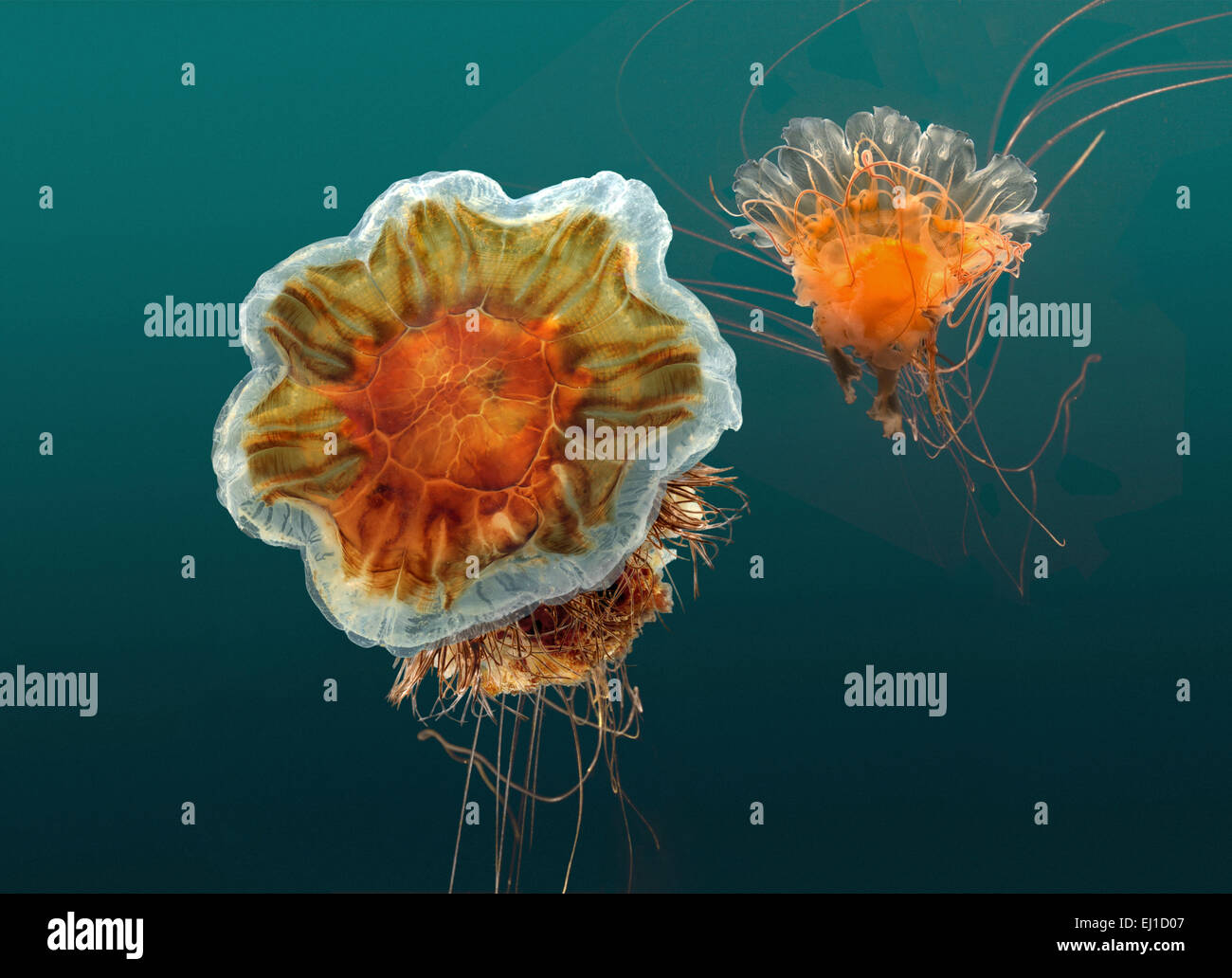 Lion s Mane Jellyfish Cyanea Capillata Stock Photo Alamy