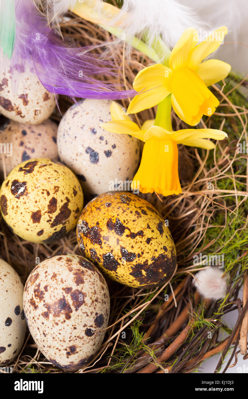 Easter eggs in the nest on a white background Stock Photo - Alamy