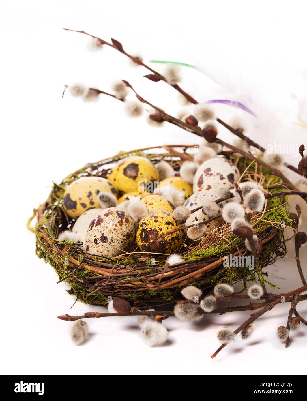 Easter eggs in the nest on a white background Stock Photo - Alamy
