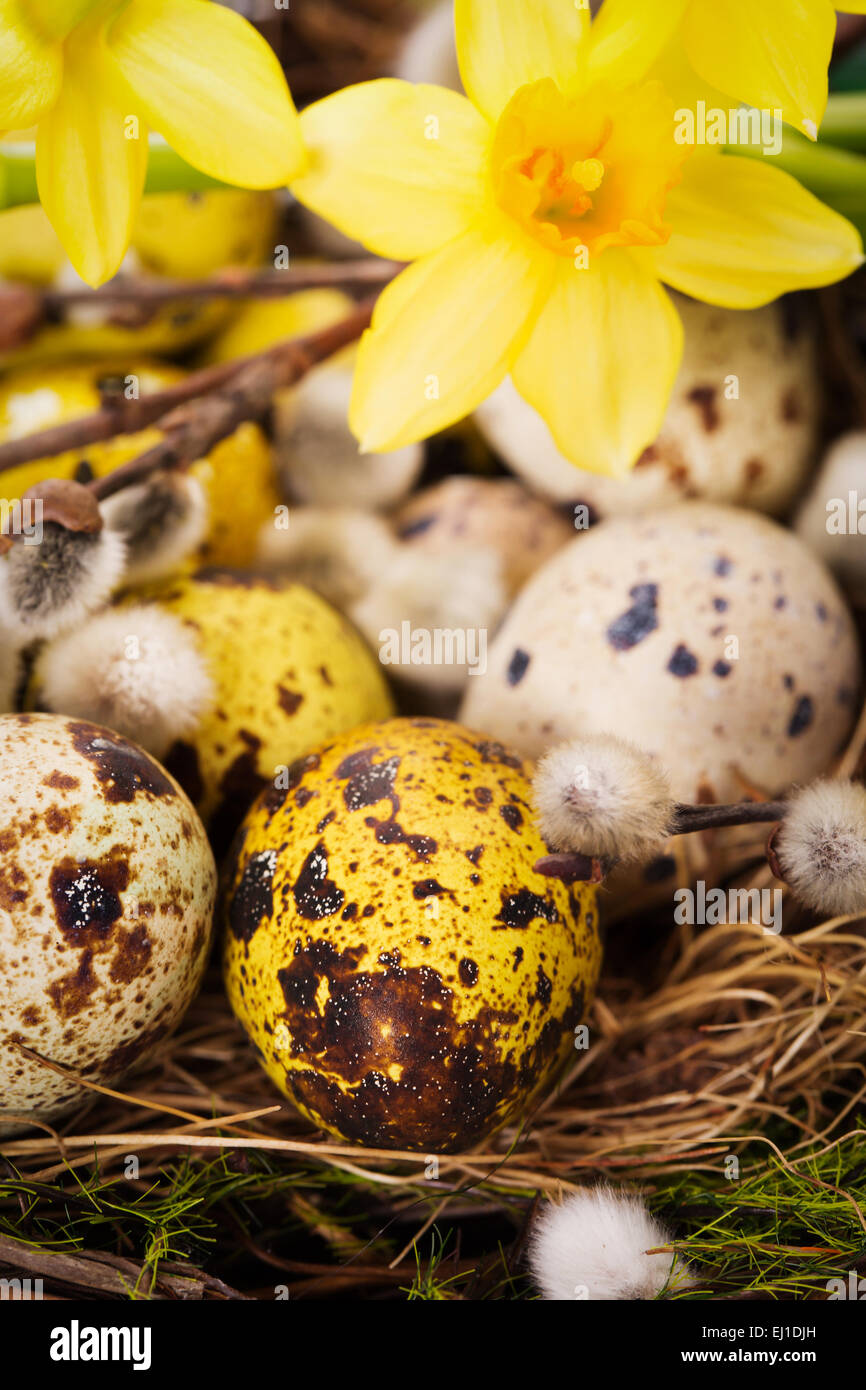 Easter eggs in the nest on a white background Stock Photo - Alamy