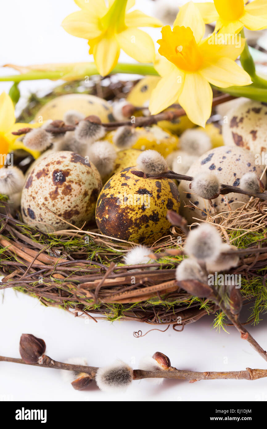 Easter eggs in the nest on a white background Stock Photo - Alamy