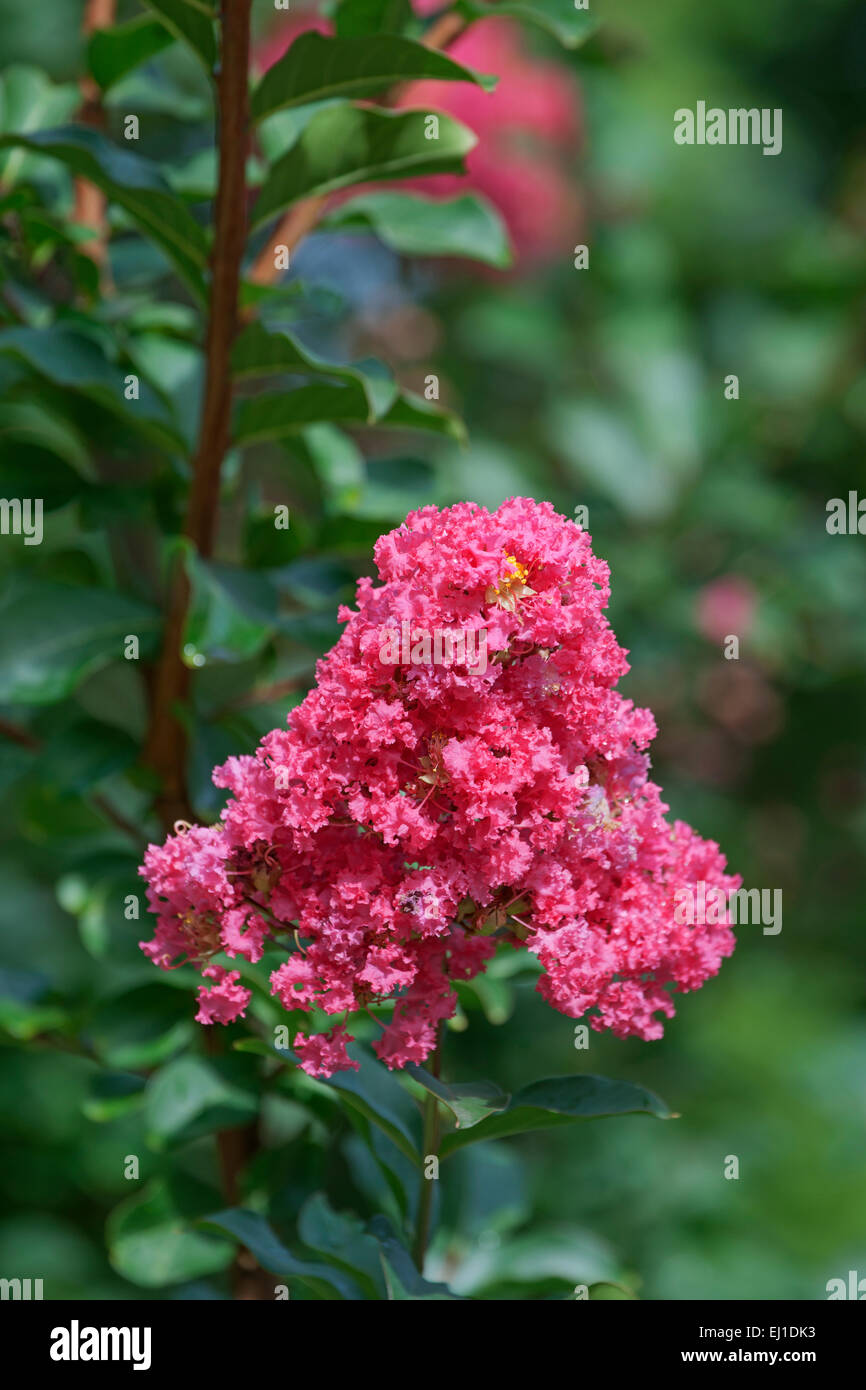 Crapemyrtle (Lagerstroemia indica) Stock Photo