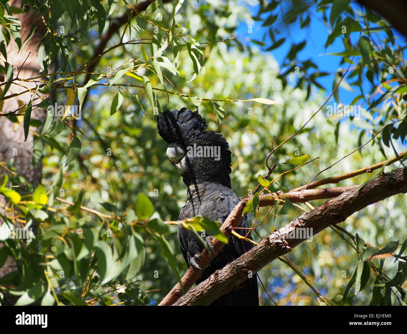 Red tailed black cockatoo tree hires stock photography and images Alamy