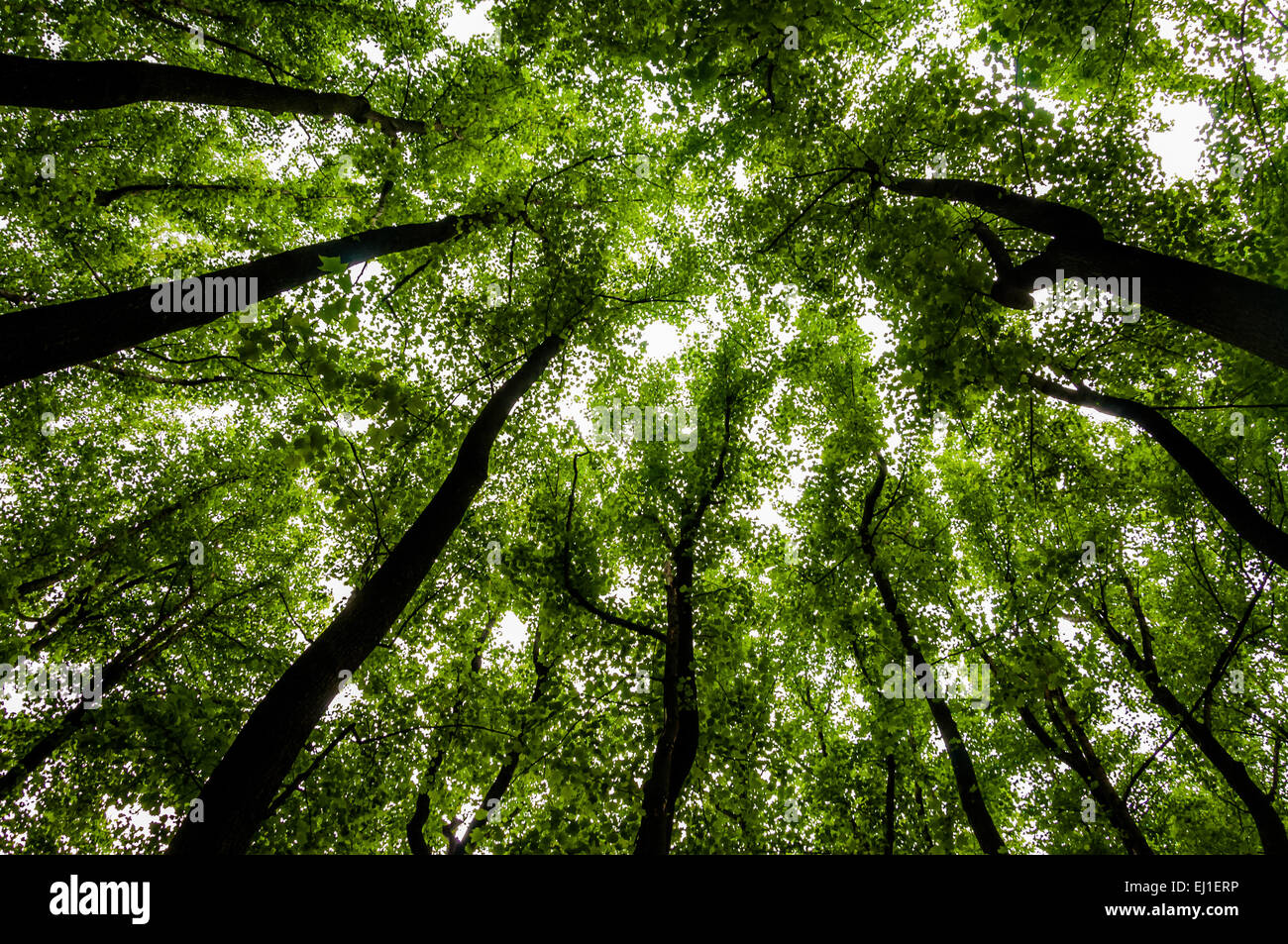 Looking up at tall trees in a forest in Shenandoah National Park