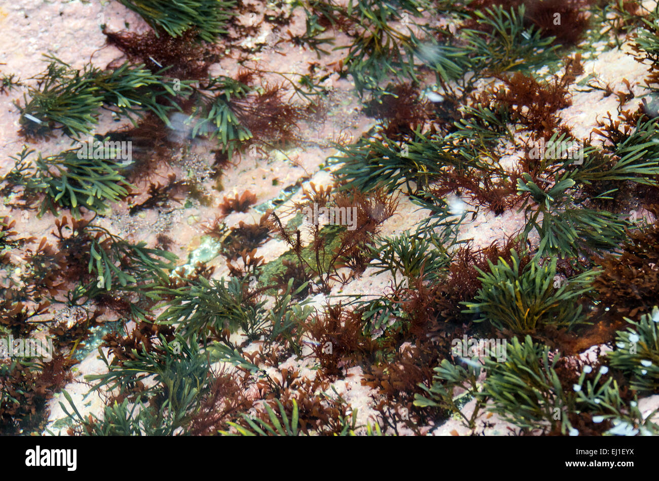 Pink, red, and green seaweeds growing in a tidepool, Acadia National Park, Bar Harbor, Maine. Stock Photo