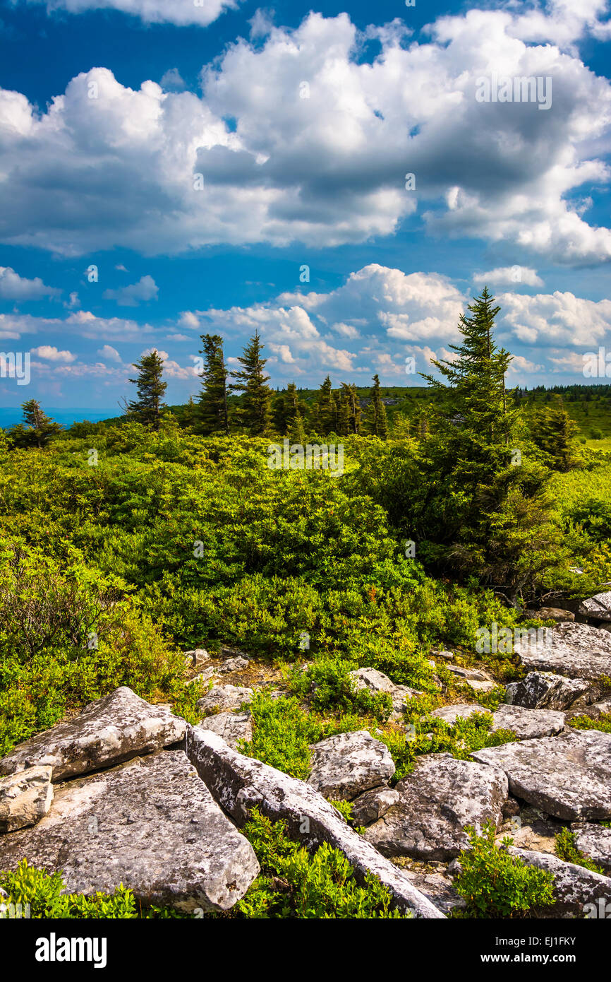 Rocks and pine trees at Bear Rocks Preserve, Monongahela National Forest, West Virginia. Stock Photo