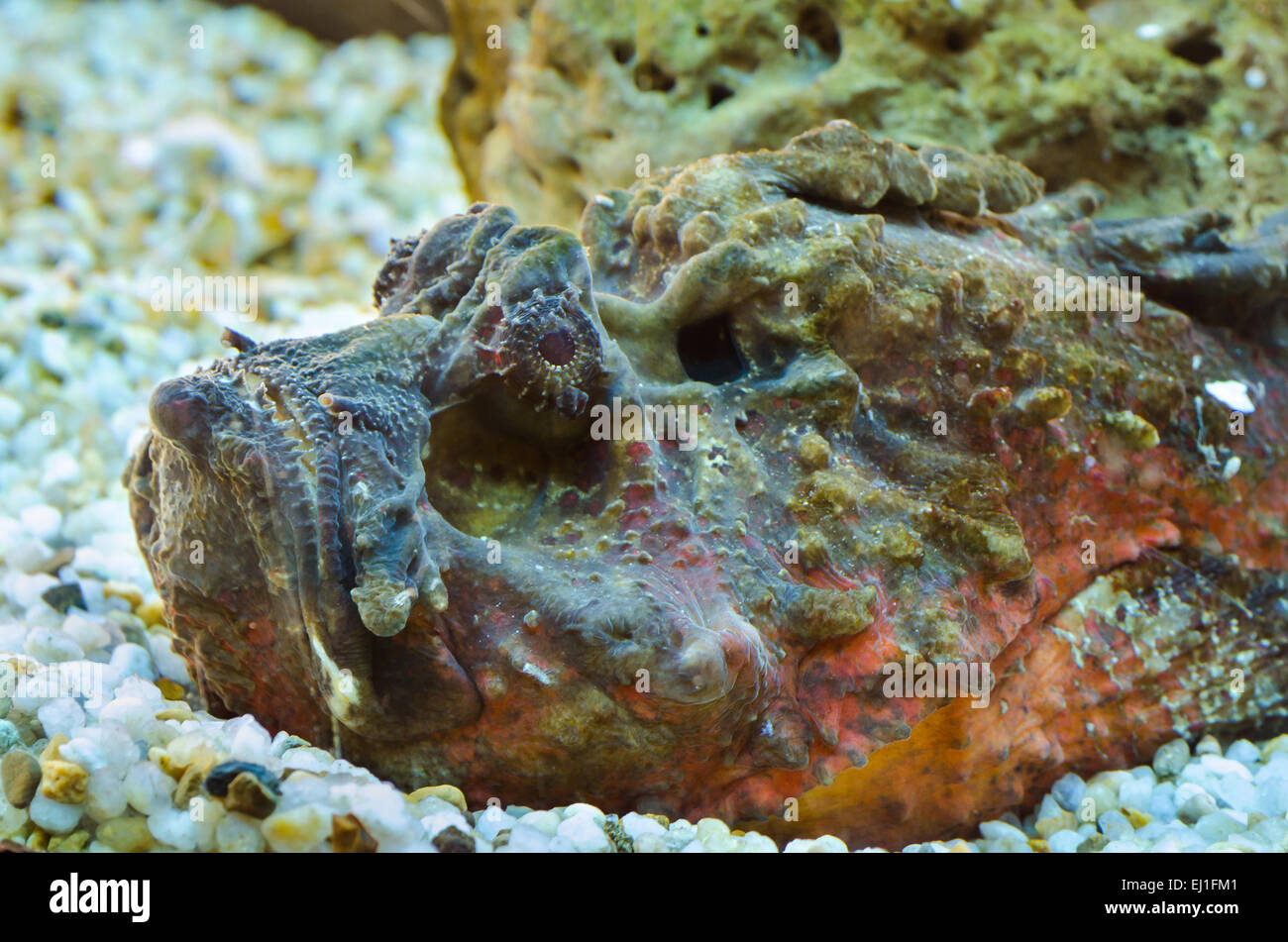 Synanceia verrucosa is a marine fish species known as the reef stonefish with venomous spine, It is shaped like a rock coral in Stock Photo