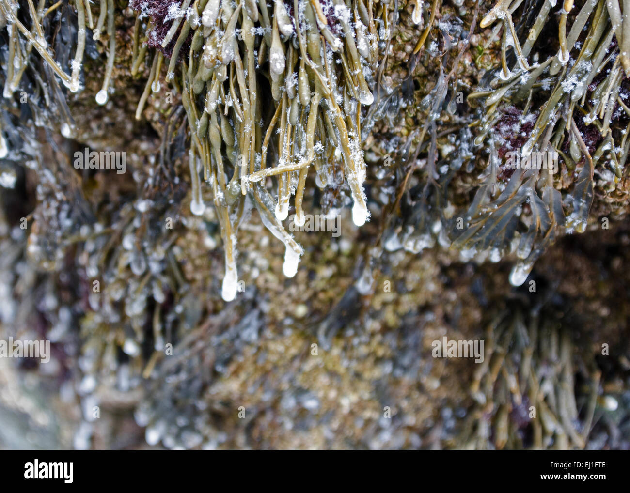 Icicles form at the tips of seaweed hanging from the rocks in Acadia National Park, Bar Harbor, Maine. Stock Photo