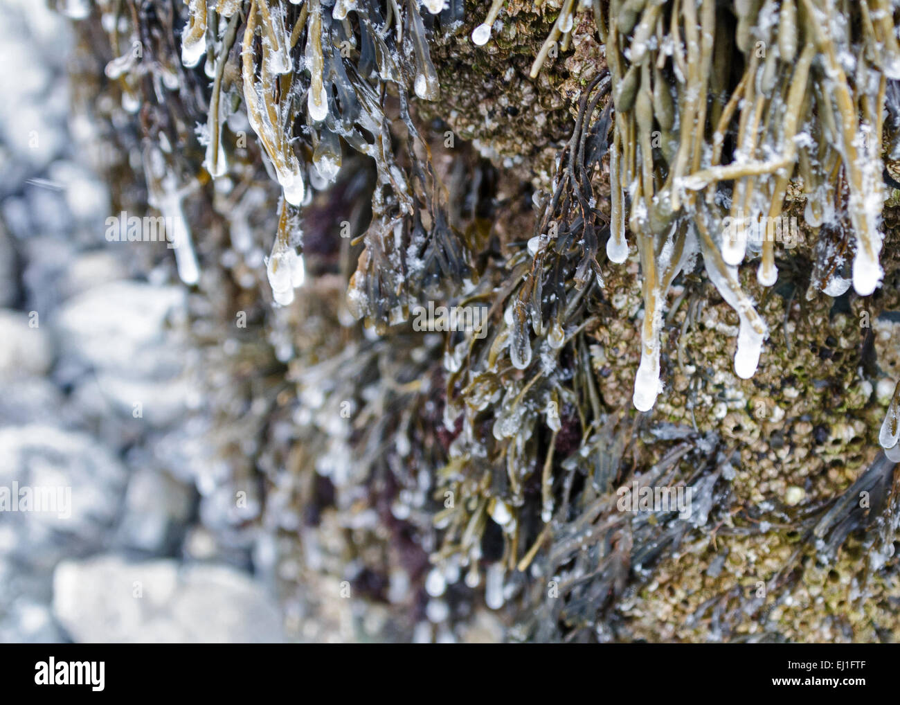 Icicles form at the tips of Knotted Wrack and Rockweed at low tide in Acadia National Park, Bar Harbor, Maine. Stock Photo