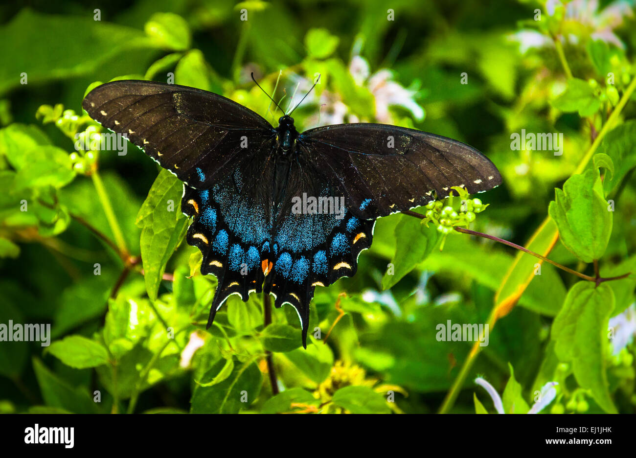Swallowtail butterfly in Shenandoah National Park, Virginia Stock Photo Alamy