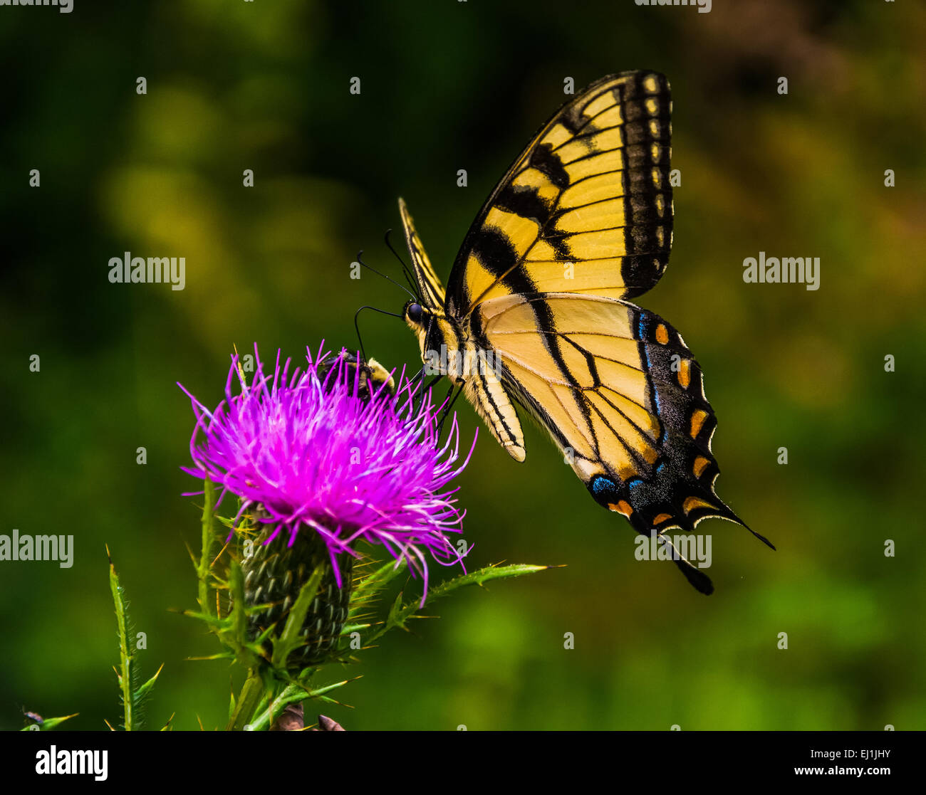 Swallowtail butterfly on a thistle in Shenandoah National Park, Virginia Stock Photo Alamy