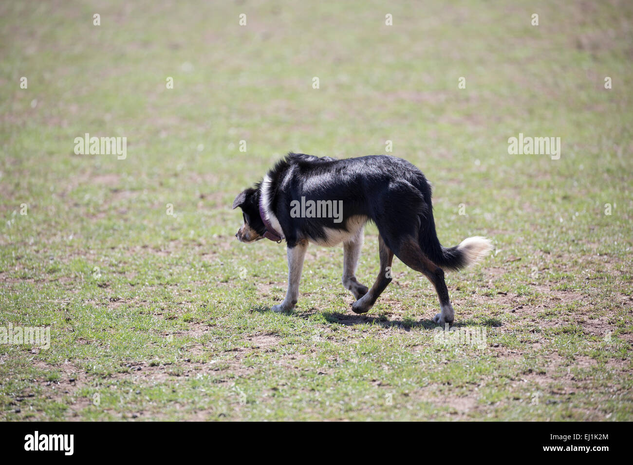 Kelpie Australian sheepdog Stock Photo