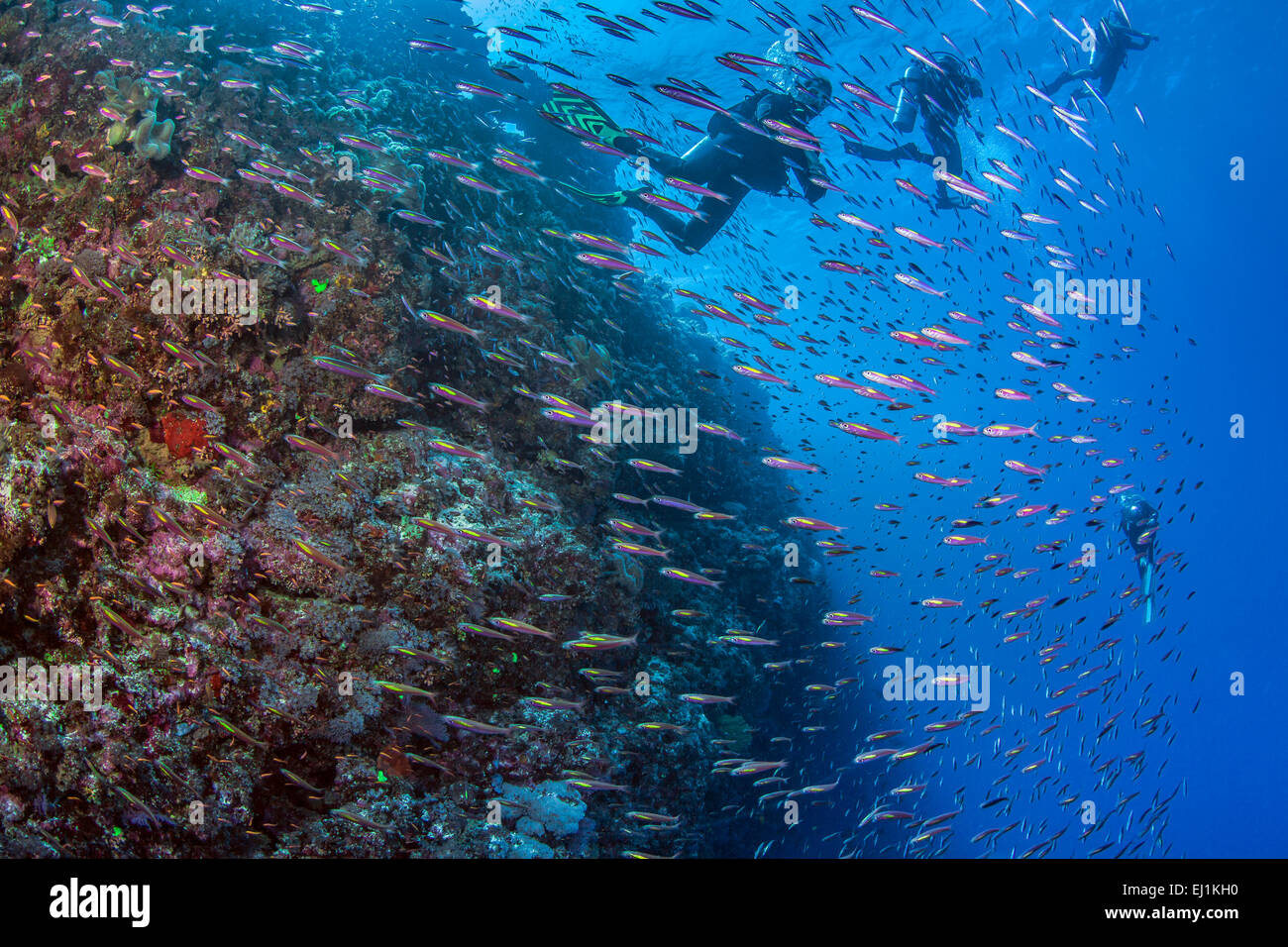 Scuba divers plunge into school of fusiliers feeding in swift ocean current. Spratly Islands, South China Sea. Stock Photo