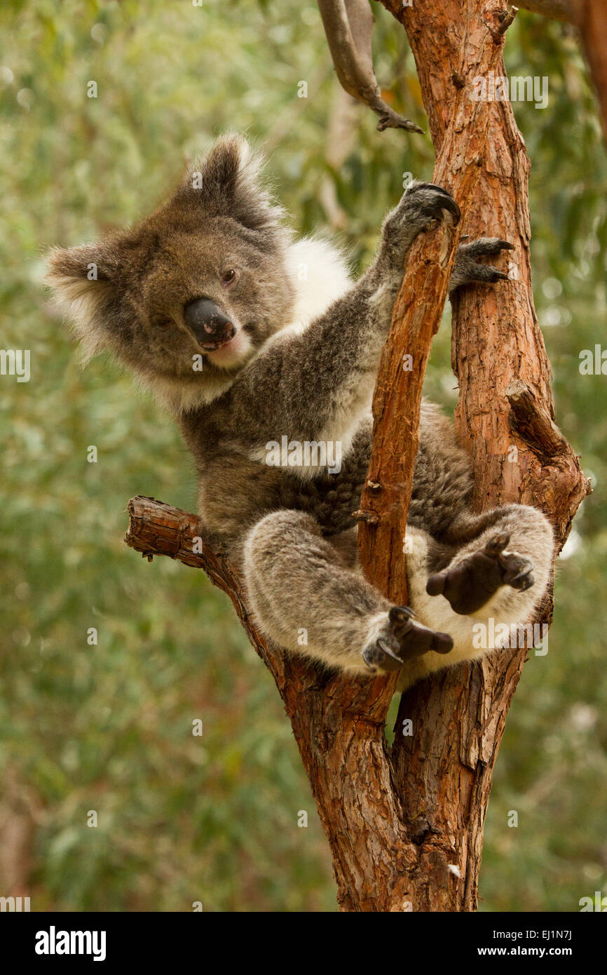Koala (Phascolarctos cinereus) in Yanchep National Park, Western Australia Stock Photo