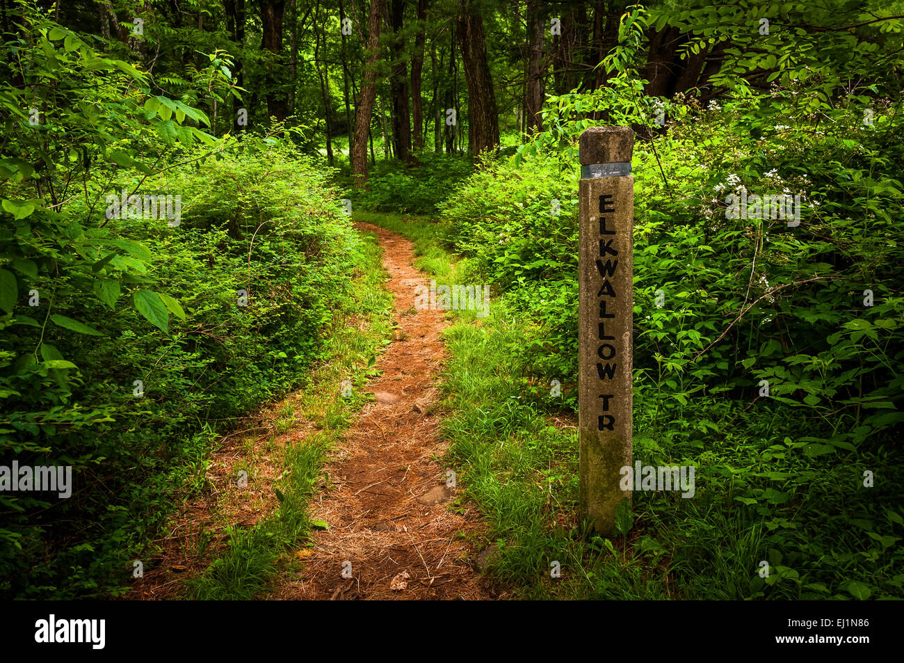 Trail and trail marker post in Shenandoah National Park, Virginia Stock