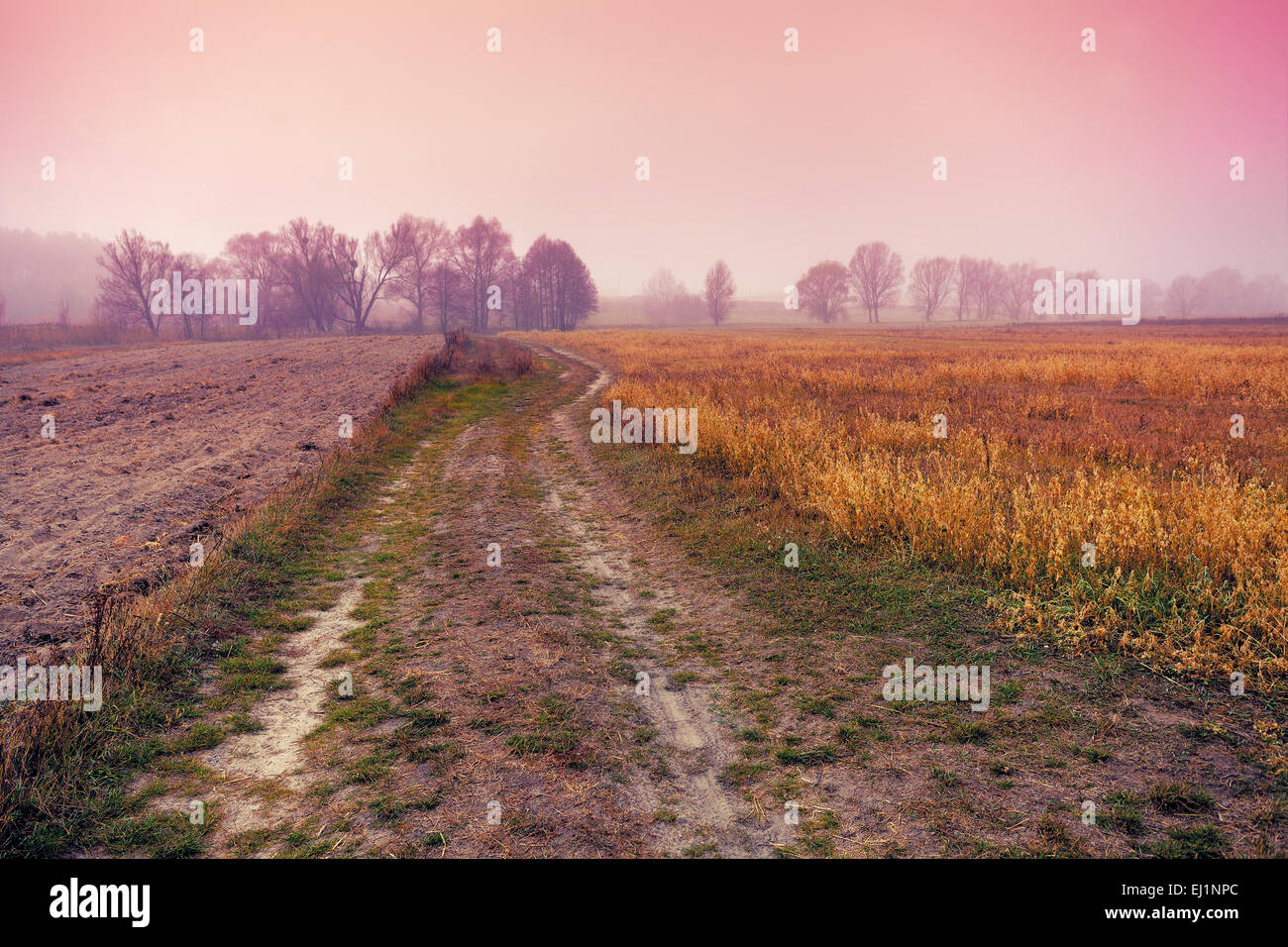 Foggy autumn rural landscape at sunrise Stock Photo - Alamy
