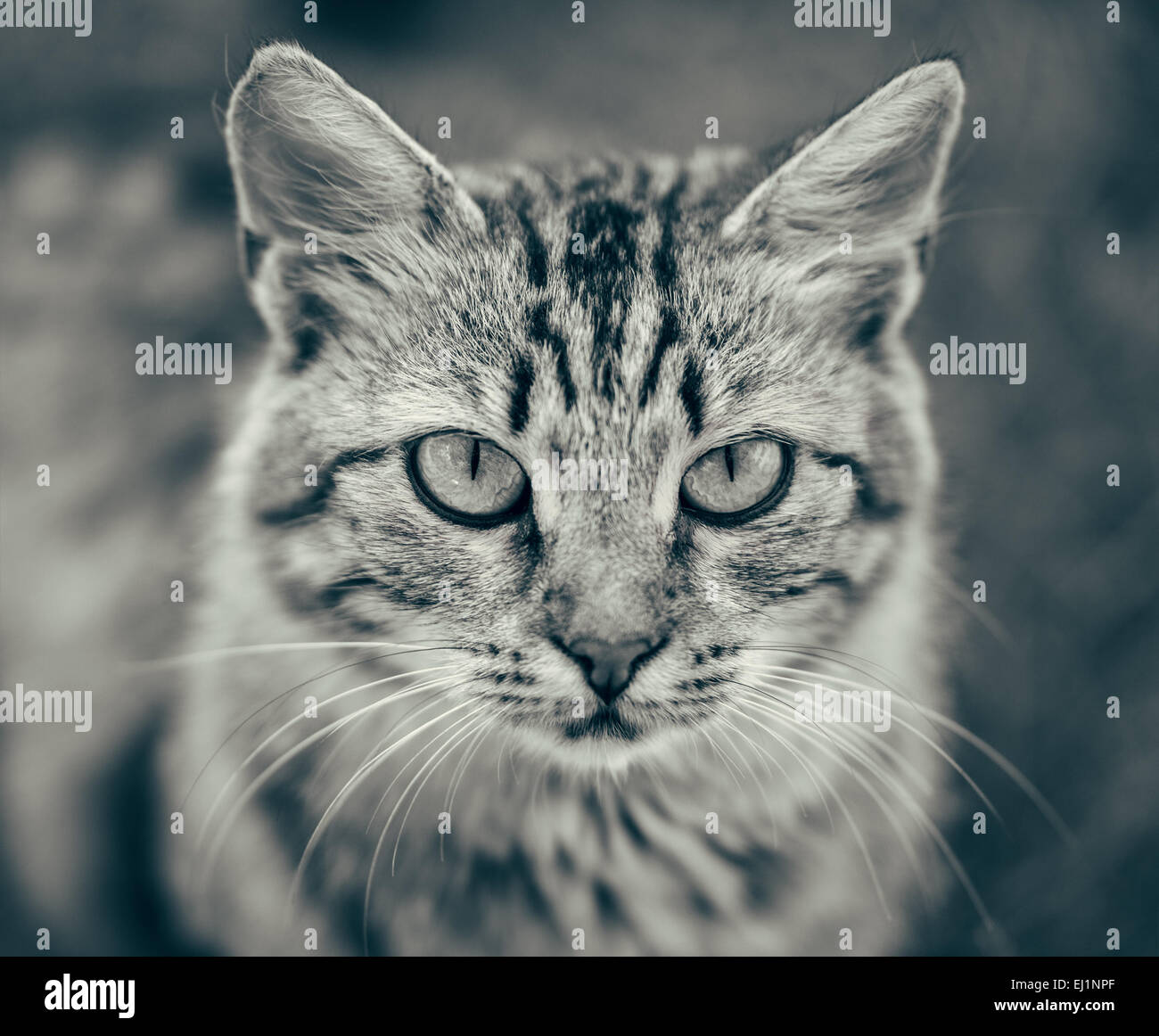 Black and white portrait of с cat Stock Photo - Alamy