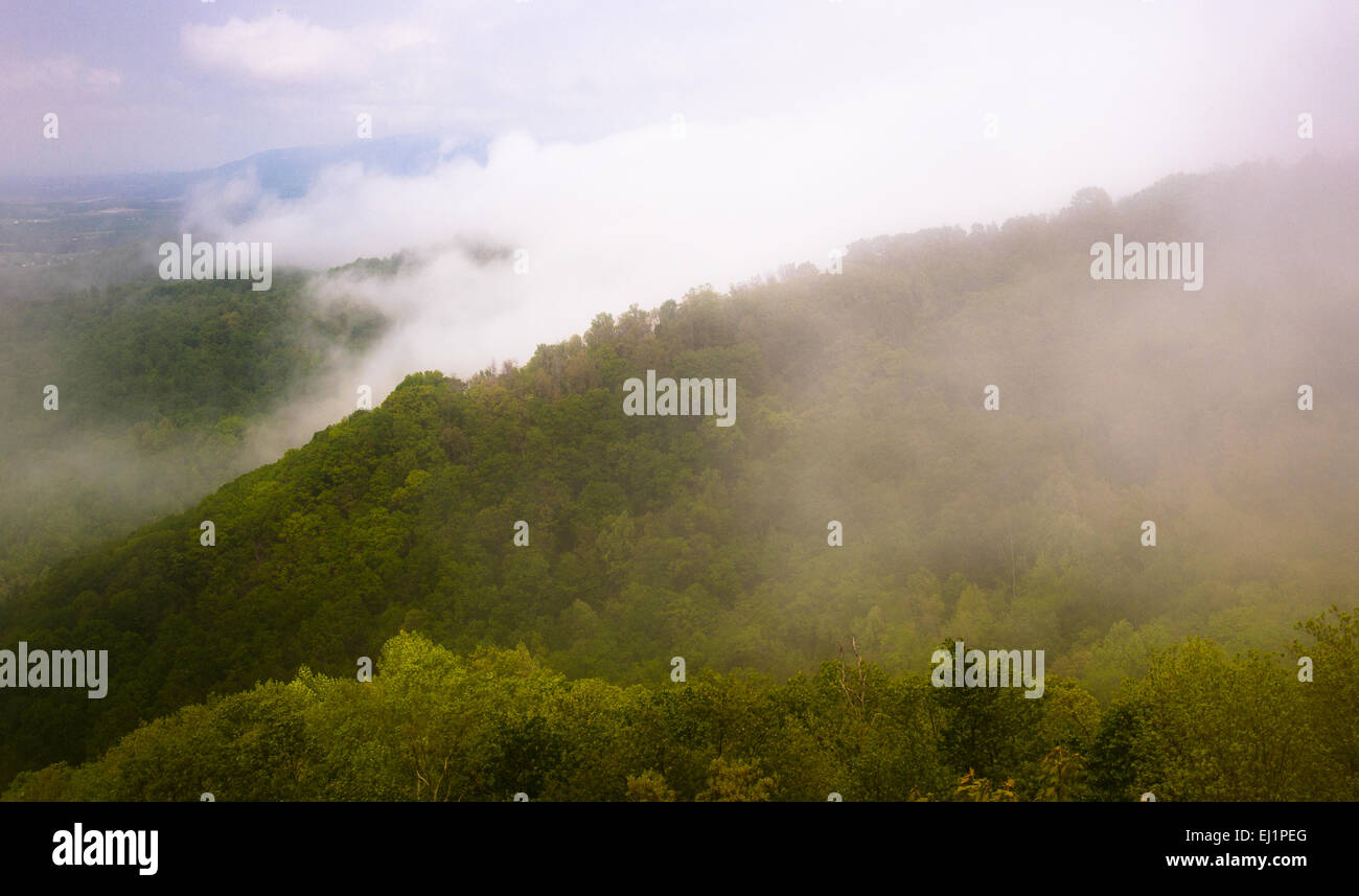 Thick fog through trees hi-res stock photography and images - Alamy