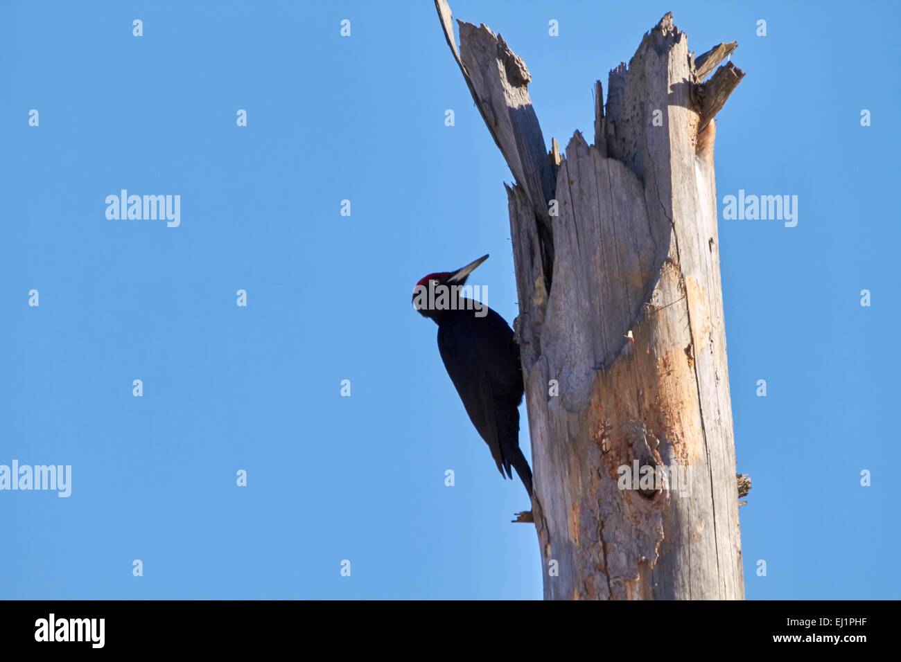 Woodpecker knocking on a deadwood on a sunny day. Stock Photo