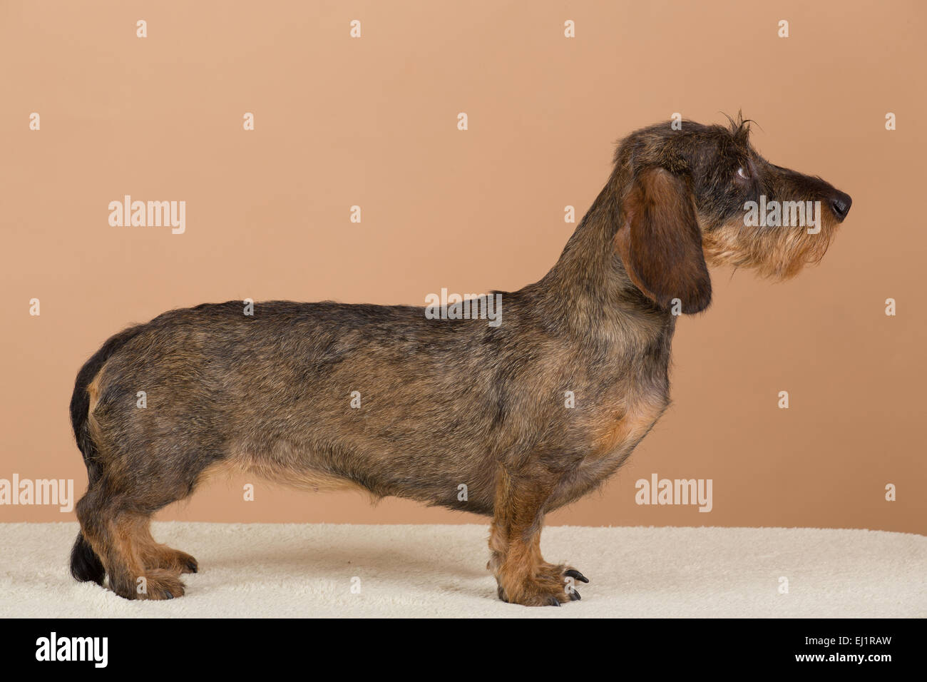 european dachshund