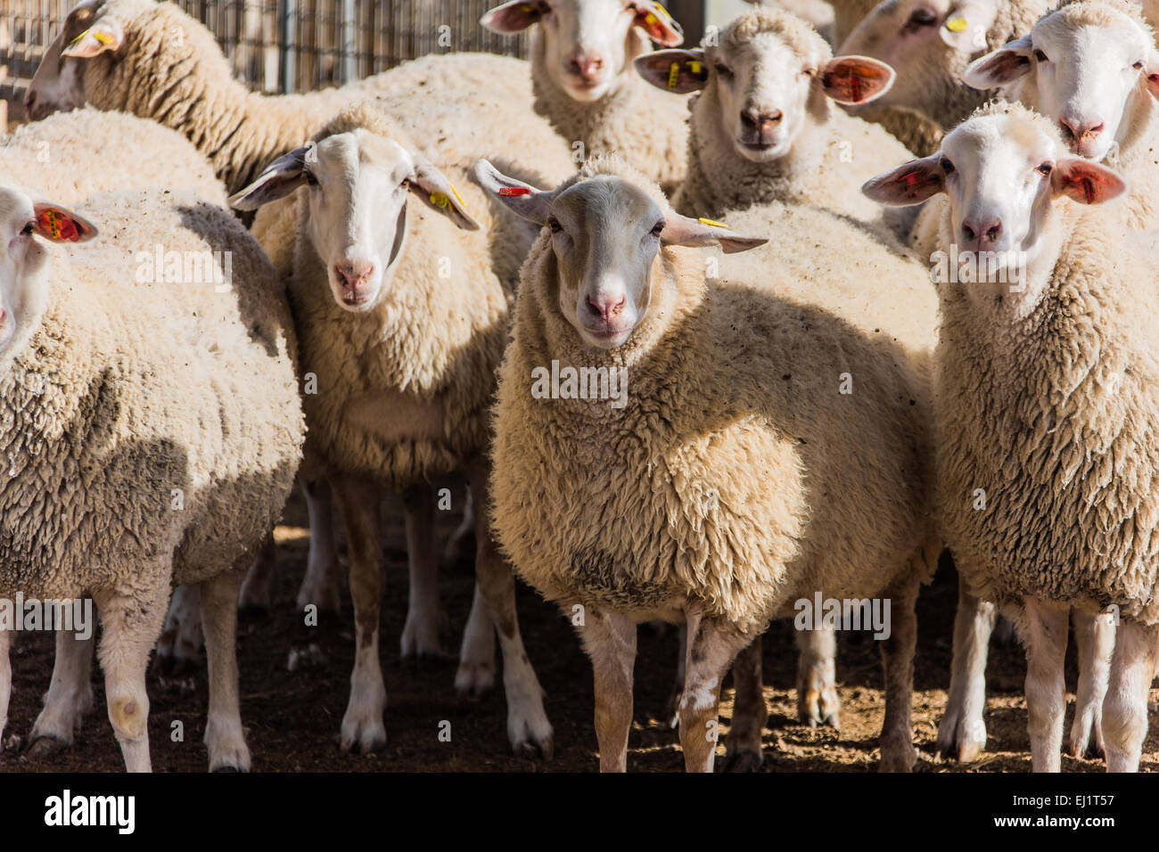 Sheep in rural areas hi-res stock photography and images - Alamy