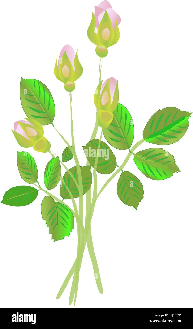 Four pink roses buds on white background Stock Vector Image & Art - Alamy
