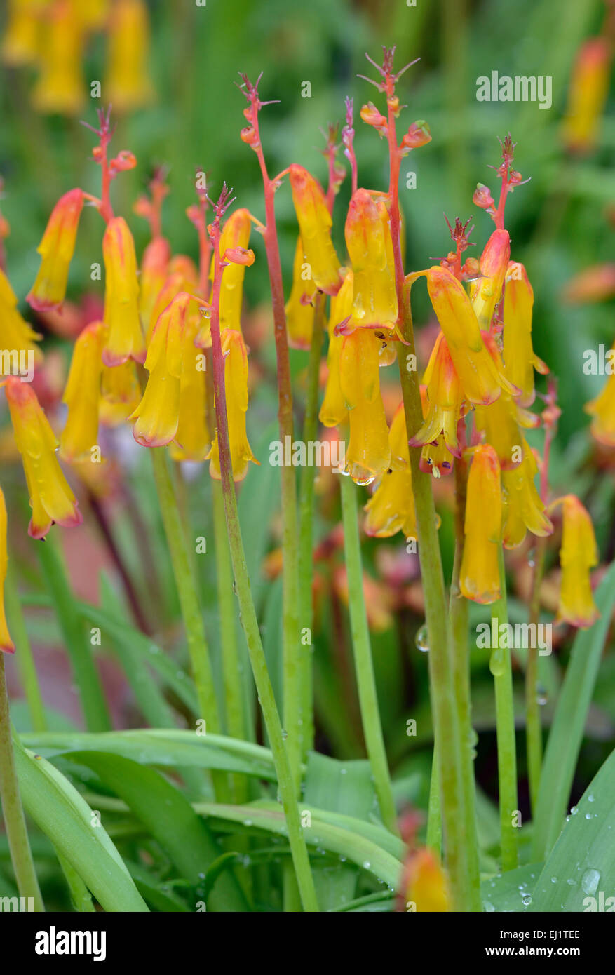 Opal Flower - Lachenalia aloides From South Africa Stock Photo