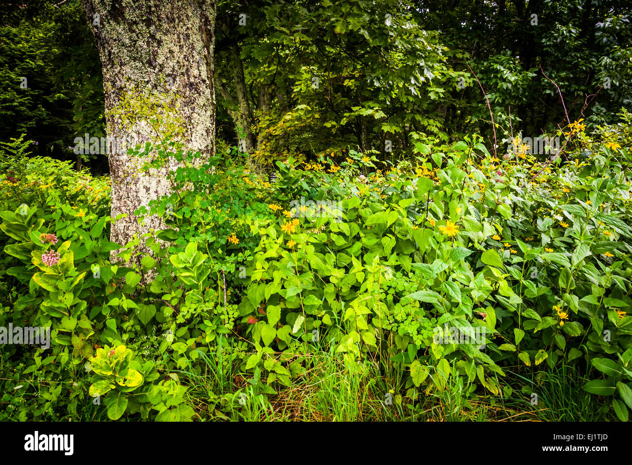 Shenandoah national park flowers hires stock photography and images