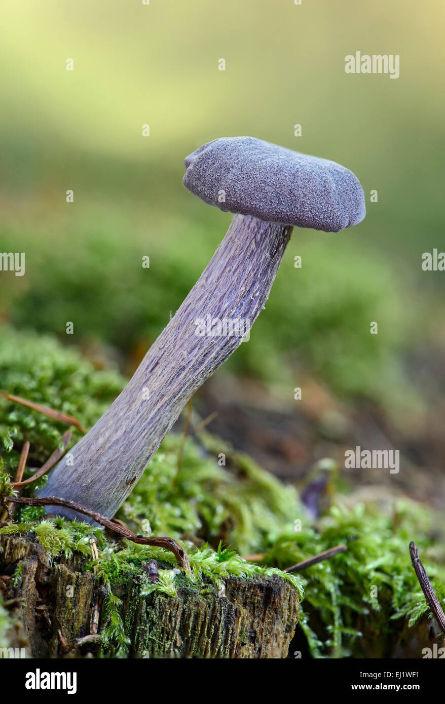 Amethyst deceiver (Laccaria amethystea), edible mycorrhizal fungus, Switzerland Stock Photo