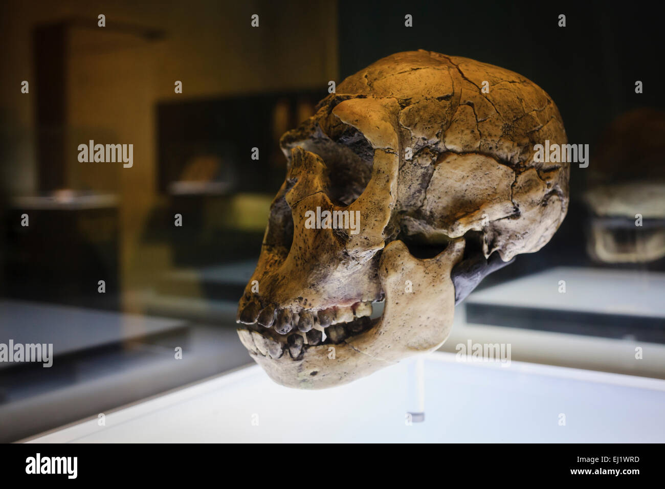 Skull at Domus or House of Mankind. A Coruña. Galicia. Spain. Stock Photo