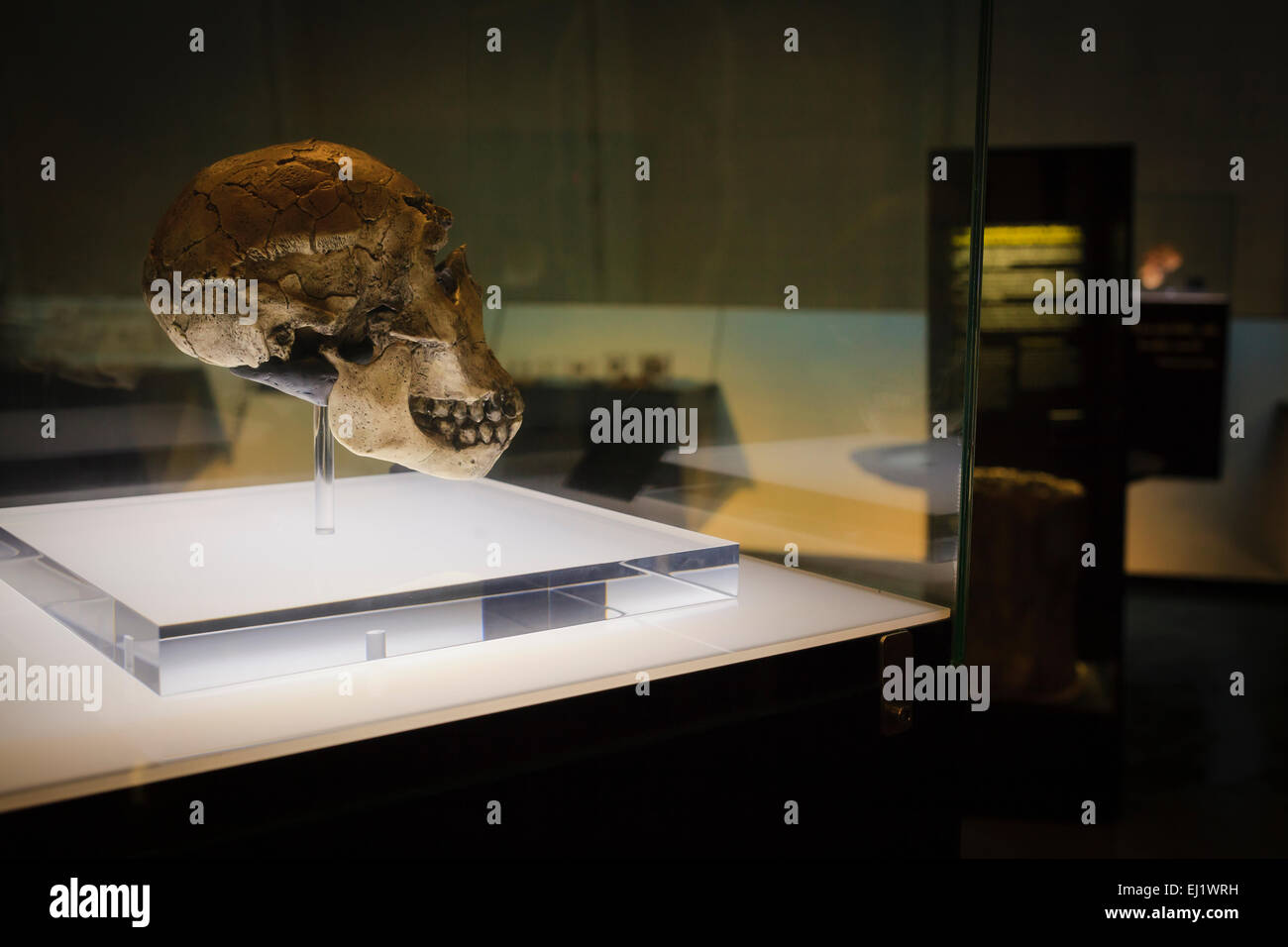 Skull at Domus or House of Mankind. A Coruña. Galicia. Spain. Stock Photo
