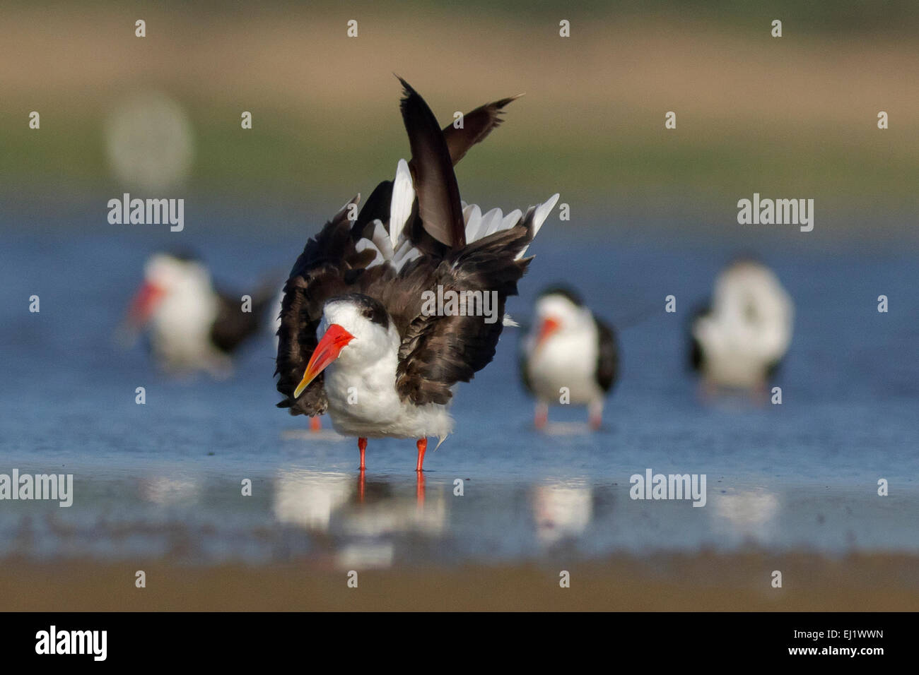 Indian skimmer or Indian scissors-bill (Rynchops albicollis Stock Photo ...