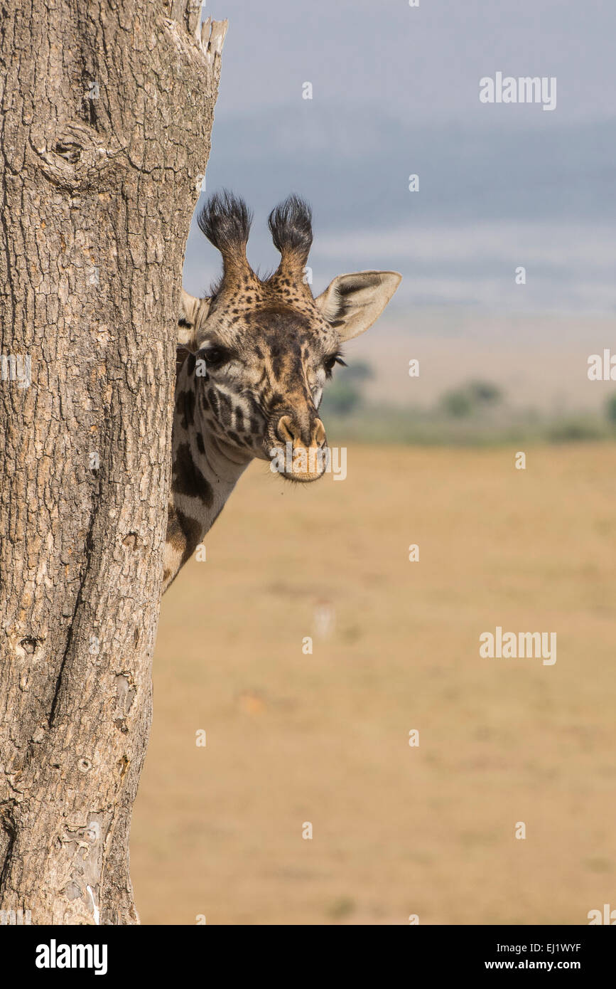Girafe camelopardalis reticulata hires stock photography and images