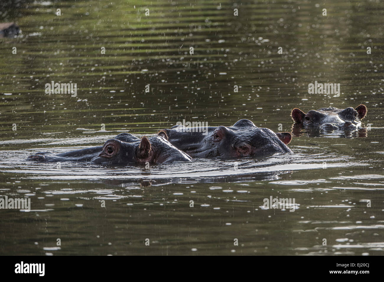 Hippopotamus,Hippopotamus amphibius,Nilpferd,Flusspferd, Stock Photo