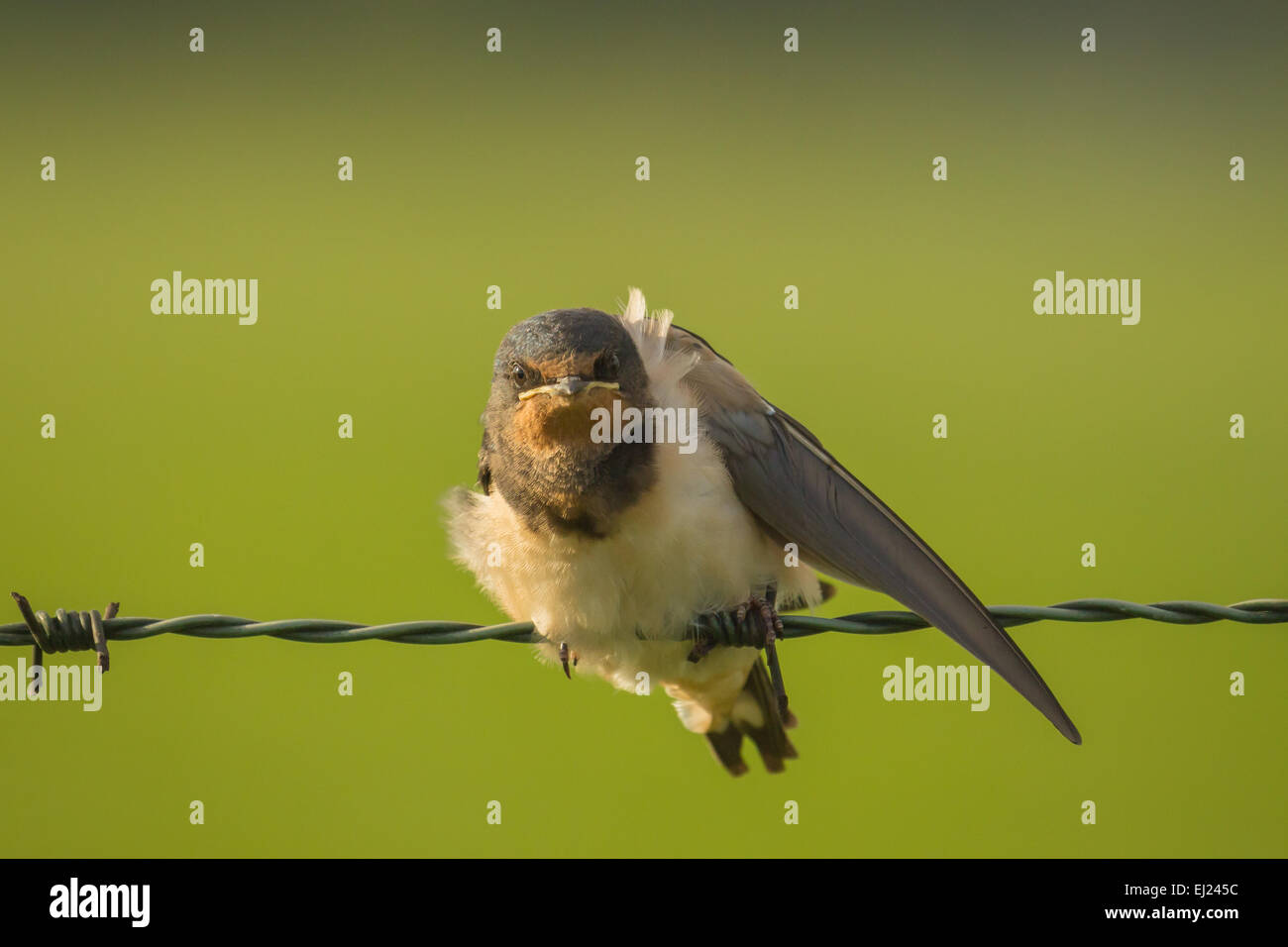 Barn Swallow (Hirundo rustica) spreads his wings while resting on green barb wire during a early morning sunrise Stock Photo