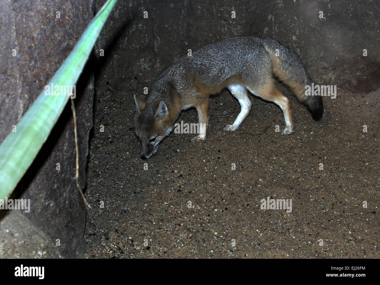 Swift fox ( Vulpes velox), native to grasslands of the Northern USA and Southern Canada Stock Photo