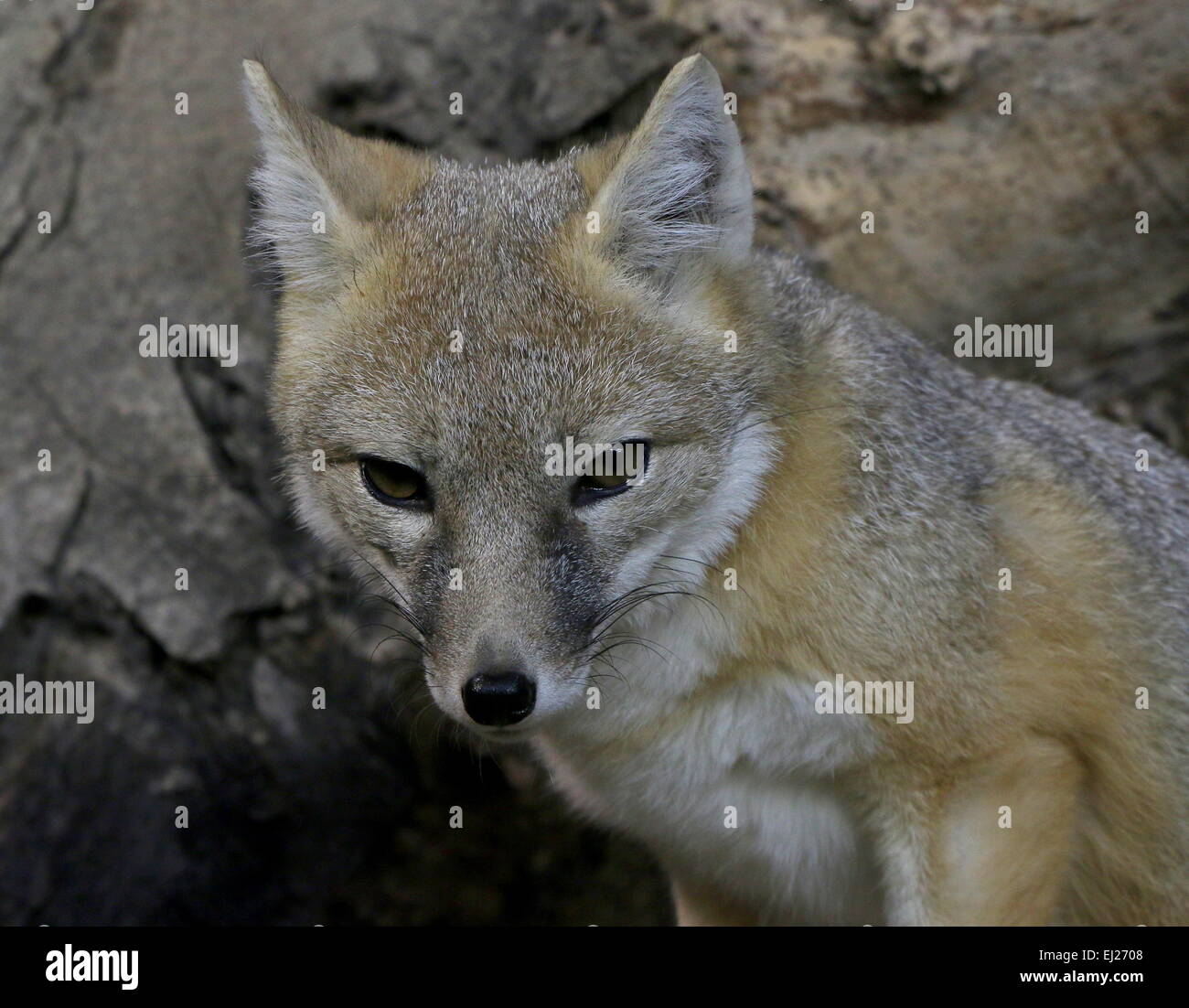 Swift fox ( Vulpes velox), native to grasslands of the Northern USA and Southern Canada Stock Photo