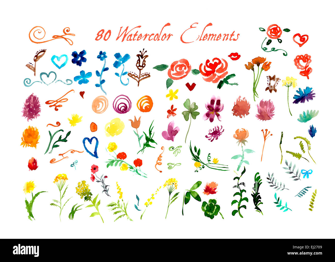 Set of Watercolor Floral Elements. Vector Illustration Stock Photo - Alamy
