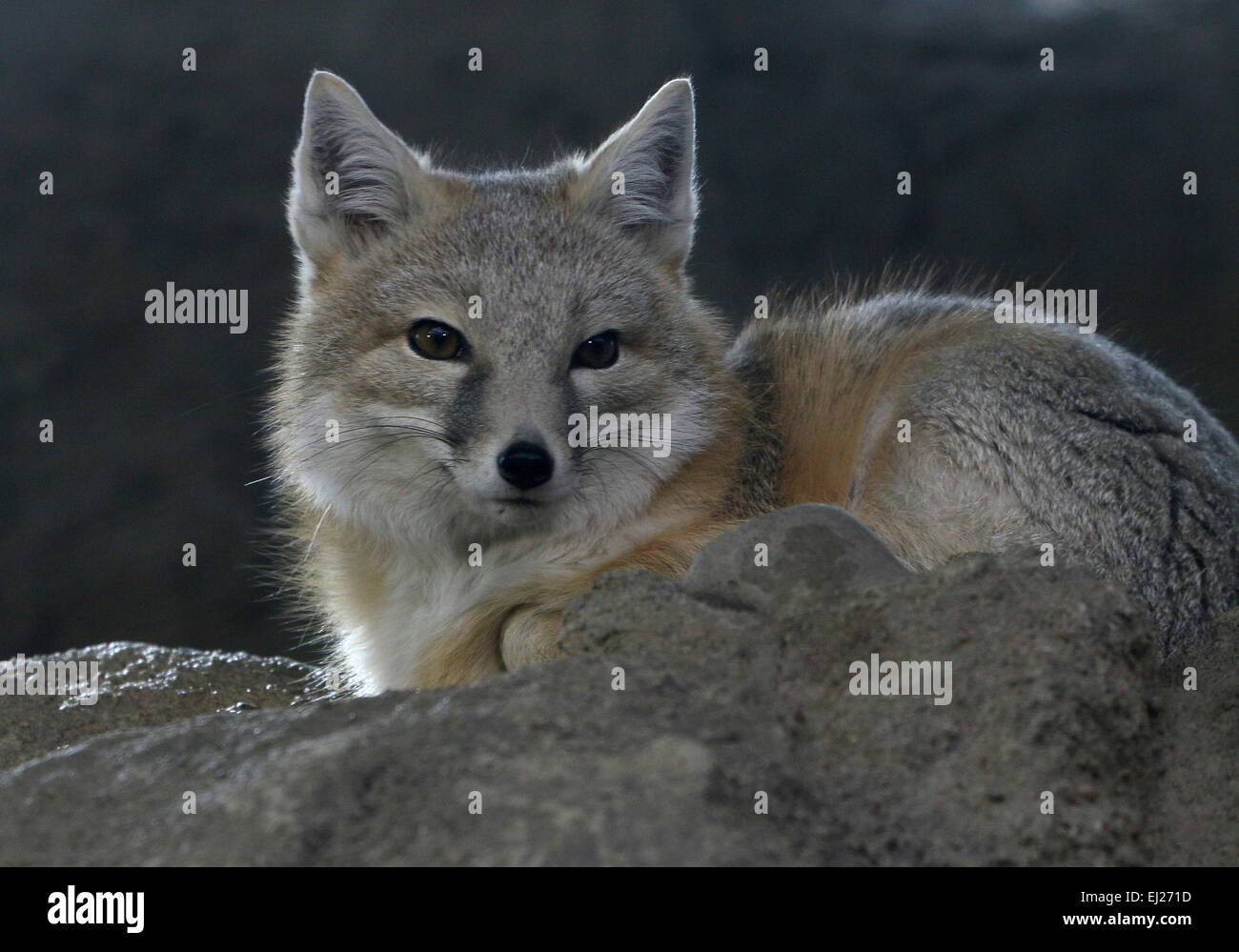 Swift fox ( Vulpes velox), native to grasslands of the Northern USA and Southern Canada Stock Photo